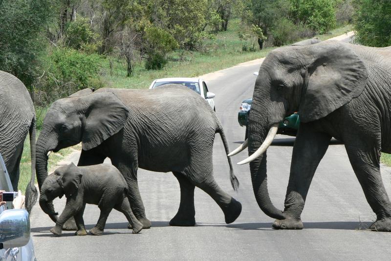 20 REGIONE DEL MPUMALANGA Parco Kruger